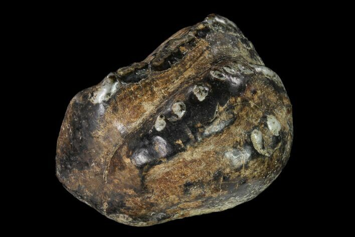 Partial, Fossil Stegodon Molar - Indonesia #149733